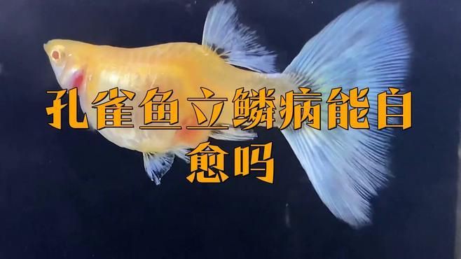 魚豎鱗病會自愈嗎？，金魚豎鱗病會自愈嗎