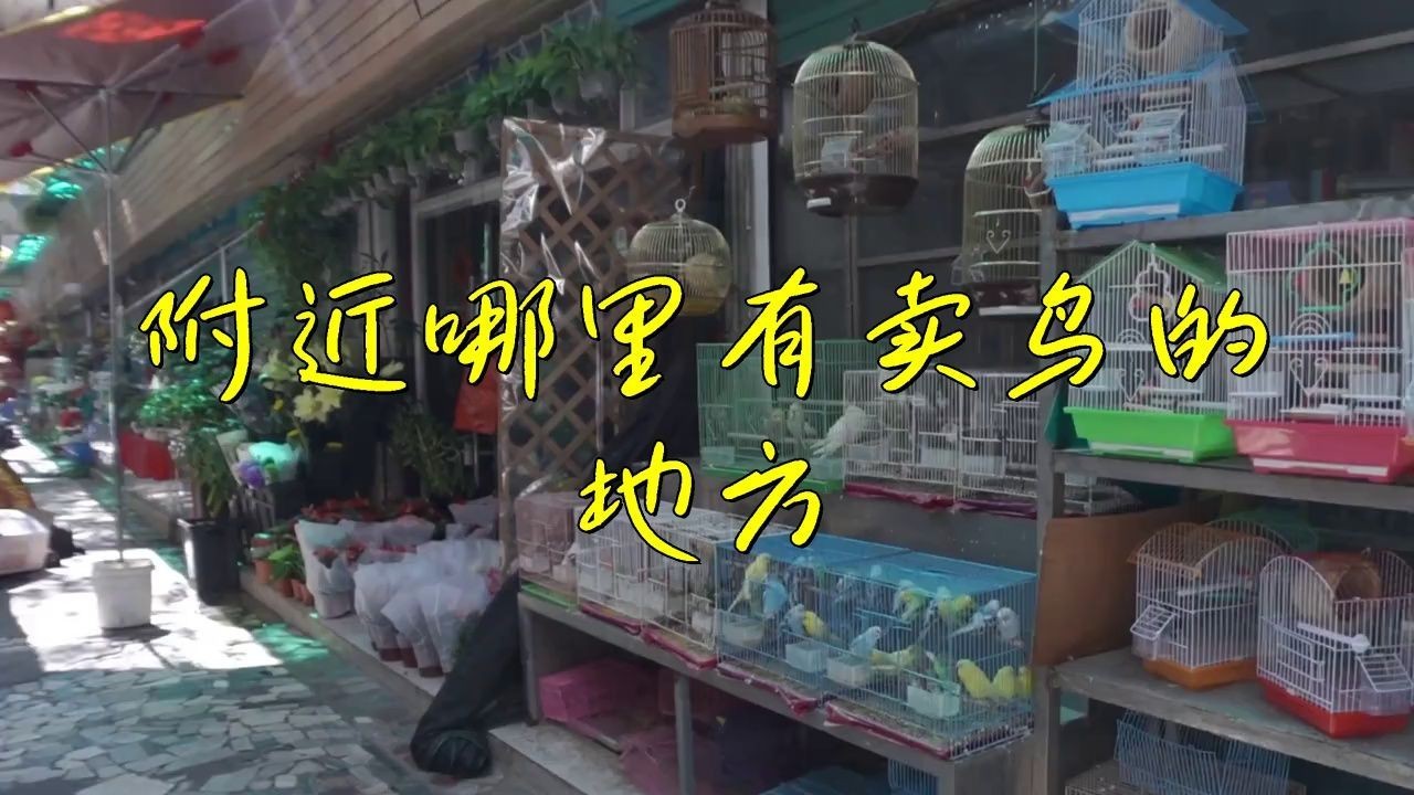 離我最近的賣(mài)鳥(niǎo)的地方，《離我最近的賣(mài)鳥(niǎo)的地方》