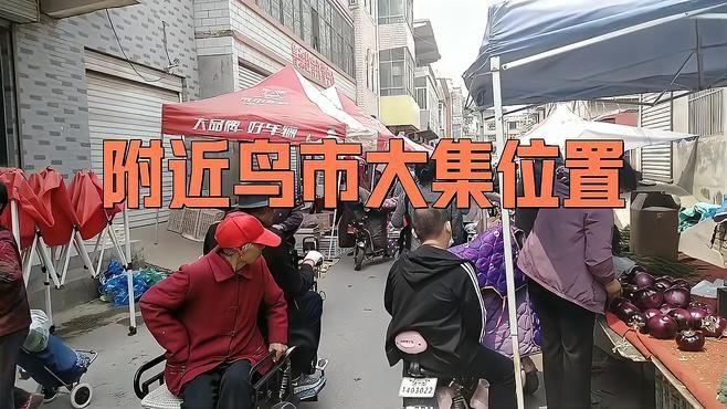 離我最近的賣(mài)鳥(niǎo)的地方，《離我最近的賣(mài)鳥(niǎo)的地方》