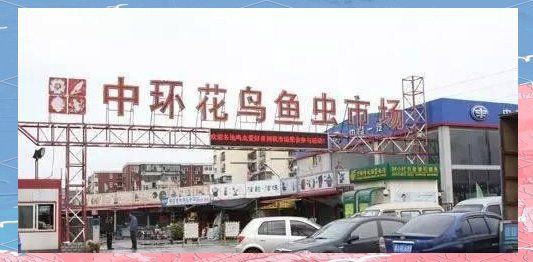 離我最近的賣(mài)鳥(niǎo)的地方，《離我最近的賣(mài)鳥(niǎo)的地方》