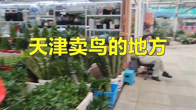 離我最近的賣(mài)鳥(niǎo)的地方，《離我最近的賣(mài)鳥(niǎo)的地方》