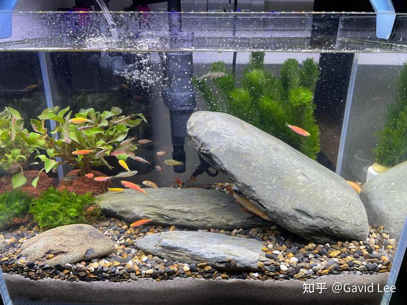 崗子水族店，東莞鳳崗悅輝水族店boss直聘店內(nèi)環(huán)境如何