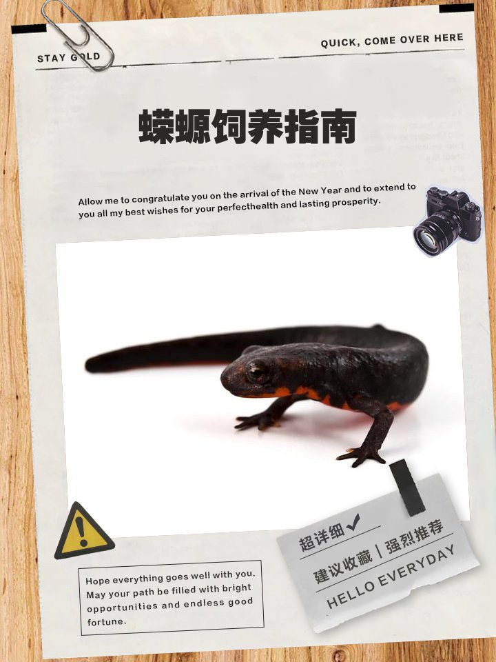 養(yǎng)蠑螈的10大忌，養(yǎng)蠑螈的十大禁忌及其詳細說明