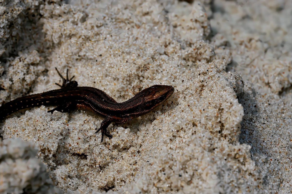 養(yǎng)蠑螈的10大忌，養(yǎng)蠑螈的十大禁忌及其詳細說明