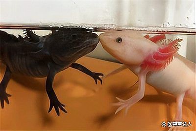 養蠑螈的10大忌，養蠑螈的十大禁忌及其詳細說明