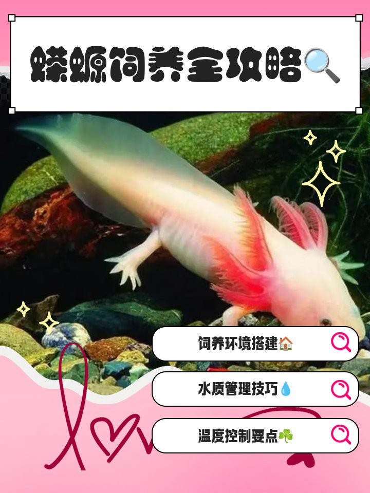 養(yǎng)蠑螈的10大忌，養(yǎng)蠑螈的十大禁忌及其詳細說明