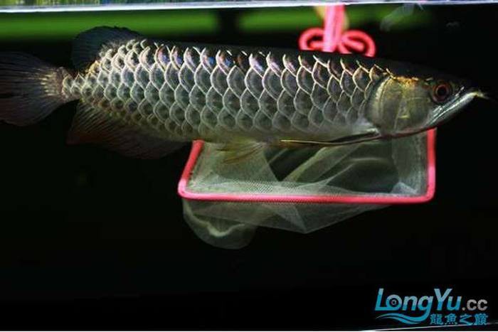 什么是b過背金龍魚，b級過背金龍魚的優(yōu)勢