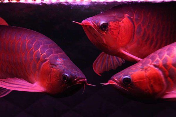 白燈對紅龍魚的影響，《白燈對紅龍魚的影響》