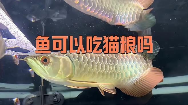 貓糧可以當魚糧喂魚嗎，貓糧能否當魚糧喂魚