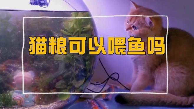 貓糧可以當魚糧喂魚嗎，貓糧能否當魚糧喂魚