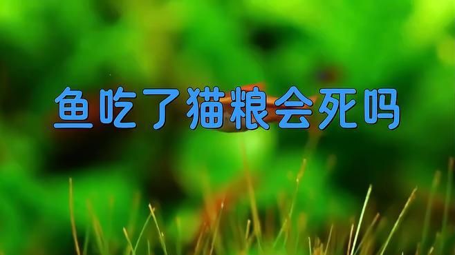 貓糧可以當魚糧喂魚嗎，貓糧能否當魚糧喂魚