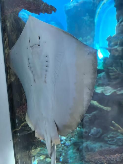 魔鬼魚圖片100張，魔鬼魚圖片100張魔鬼魚圖片展示