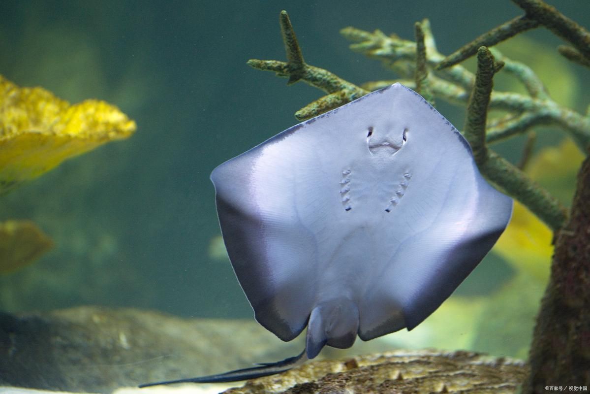 魔鬼魚圖片100張，魔鬼魚圖片100張魔鬼魚圖片展示