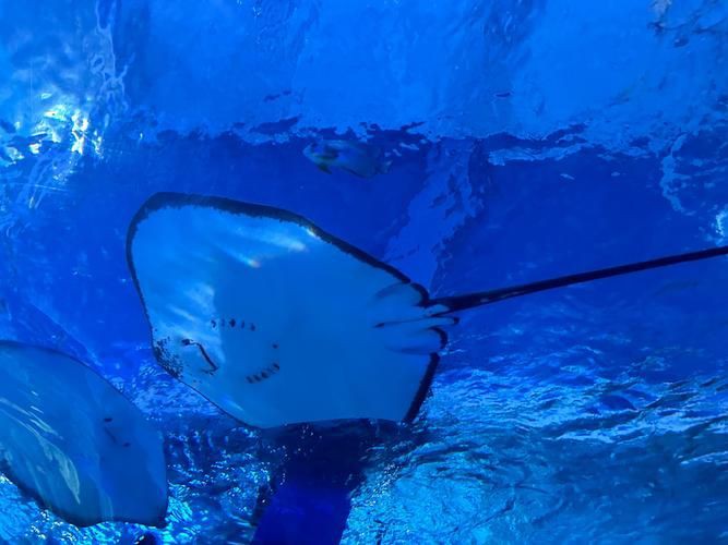 魔鬼魚圖片100張，魔鬼魚圖片100張魔鬼魚圖片展示