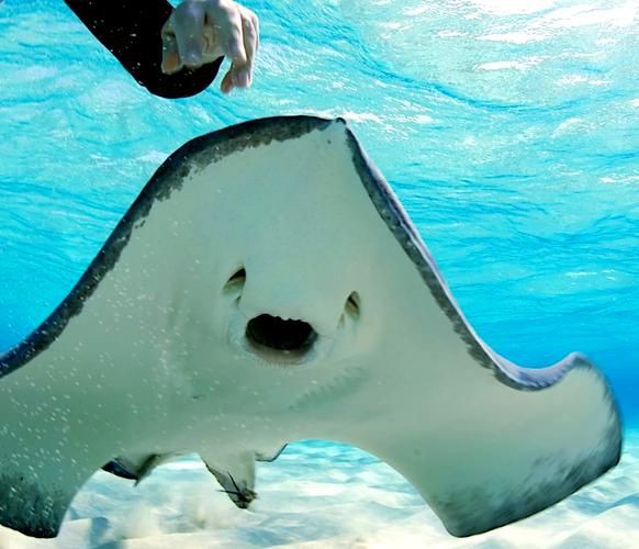 魔鬼魚圖片100張，魔鬼魚圖片100張魔鬼魚圖片展示