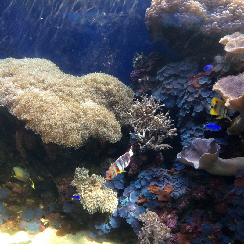 畢節水族館，探秘畢節水族館：一場奇妙的海底之旅