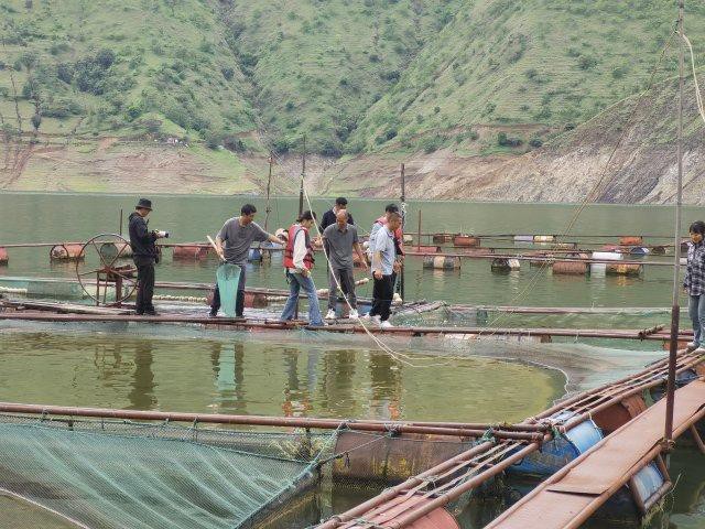 臨滄龍魚店，臨滄市臨翔區(qū)游龍魚趣觀賞魚店