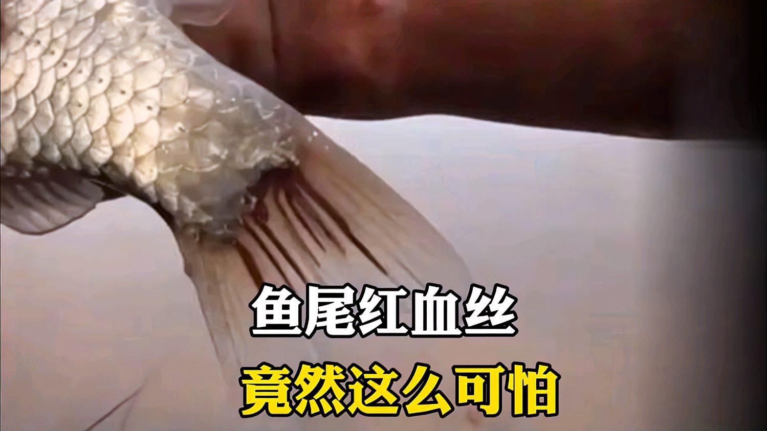 魚尾巴發紅有紅血絲會自愈嗎？，魚尾巴發紅有紅血絲能否自愈