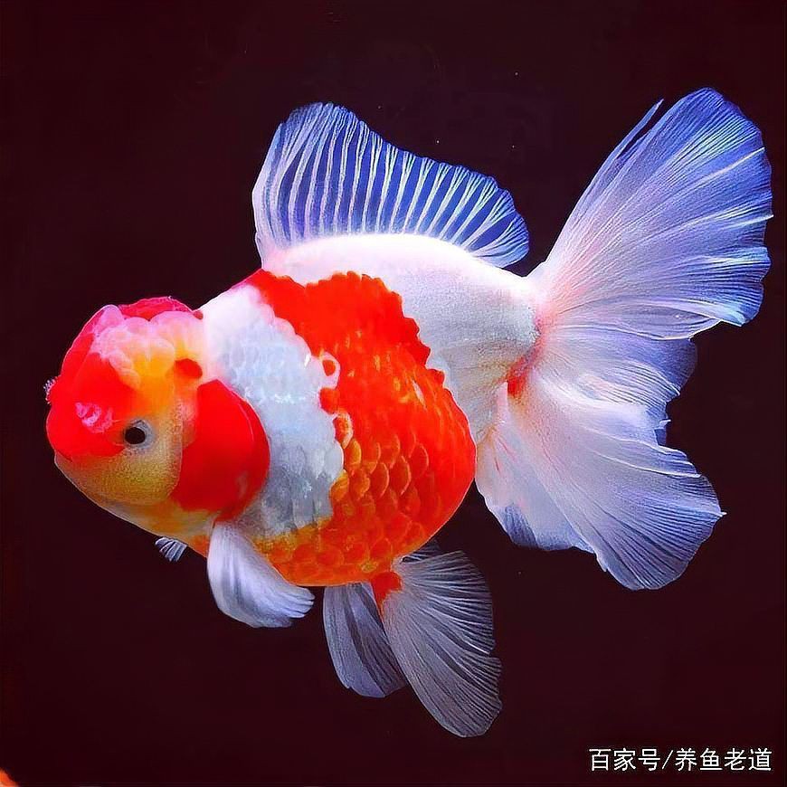 魚尾巴發紅有紅血絲會自愈嗎？，魚尾巴發紅有紅血絲能否自愈