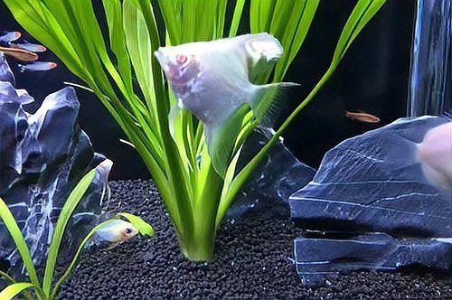 魚撞缸是吉兆還是兇兆，魚撞缸是吉兆還是兇兆，魚撞缸是兇兆
