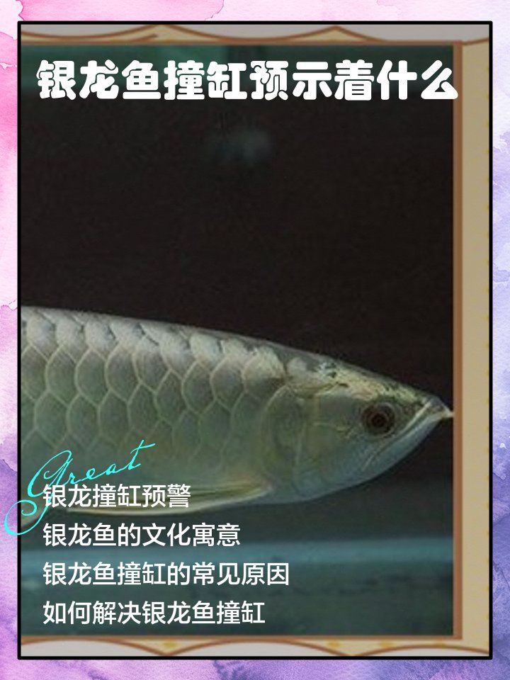 魚撞缸是吉兆還是兇兆，魚撞缸是吉兆還是兇兆，魚撞缸是兇兆