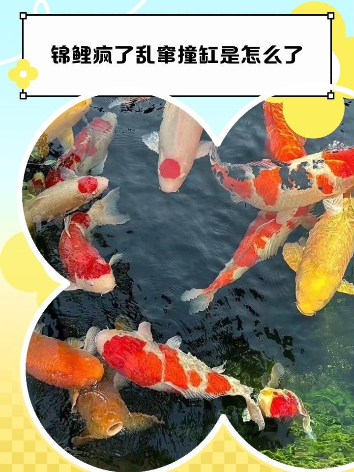 魚撞缸是吉兆還是兇兆，魚撞缸是吉兆還是兇兆，魚撞缸是兇兆
