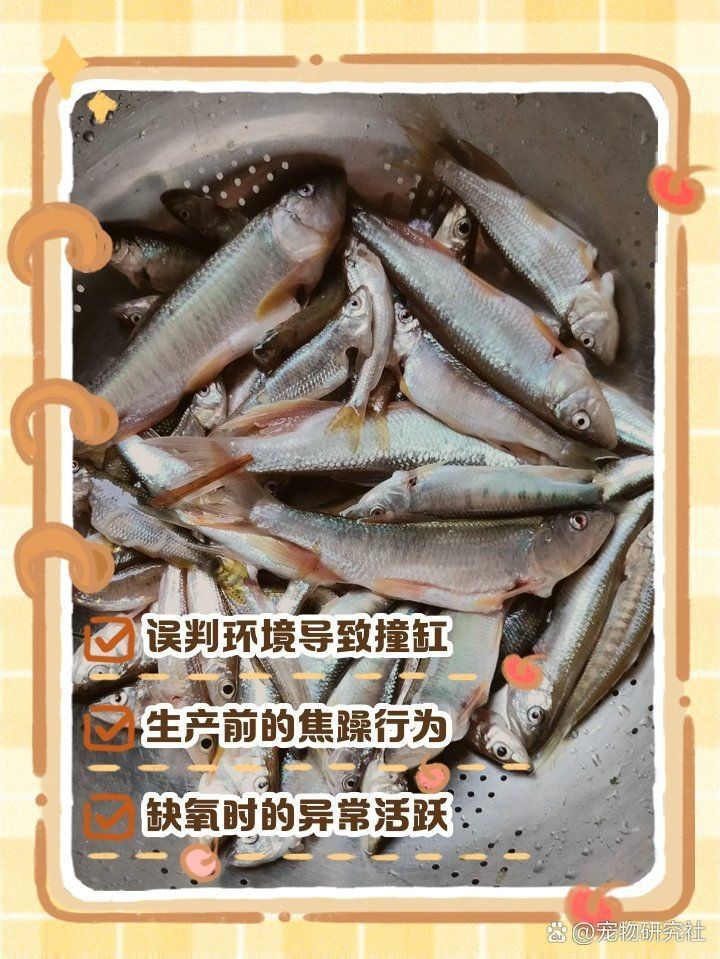 魚撞缸是吉兆還是兇兆，魚撞缸是吉兆還是兇兆，魚撞缸是兇兆