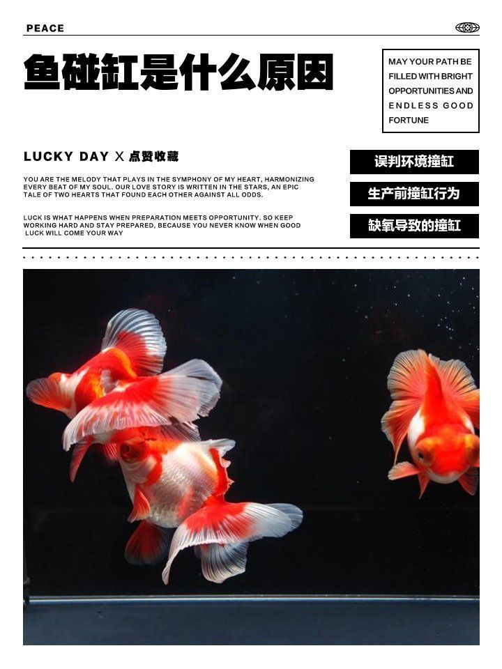 魚撞缸是吉兆還是兇兆，魚撞缸是吉兆還是兇兆，魚撞缸是兇兆