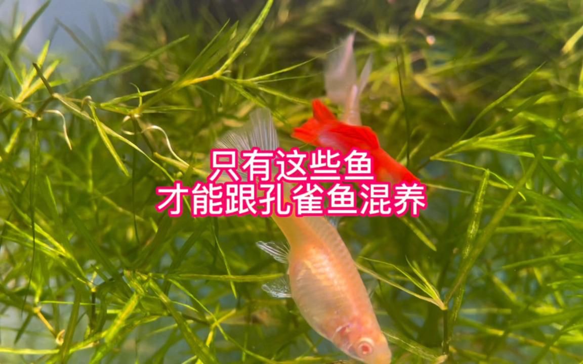 孔雀魚能與什么魚混養，孔雀魚混養推薦新奇想法萌寵匯
