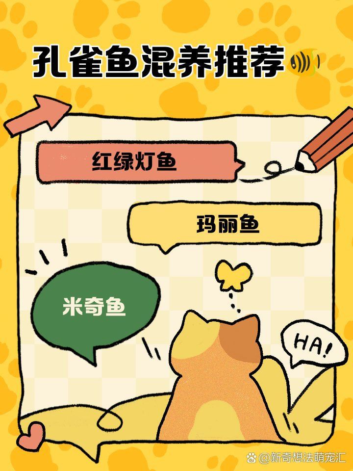 孔雀魚能與什么魚混養，孔雀魚混養推薦新奇想法萌寵匯