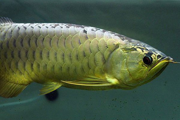 養(yǎng)金龍魚十句口訣，養(yǎng)金龍魚的核心口訣