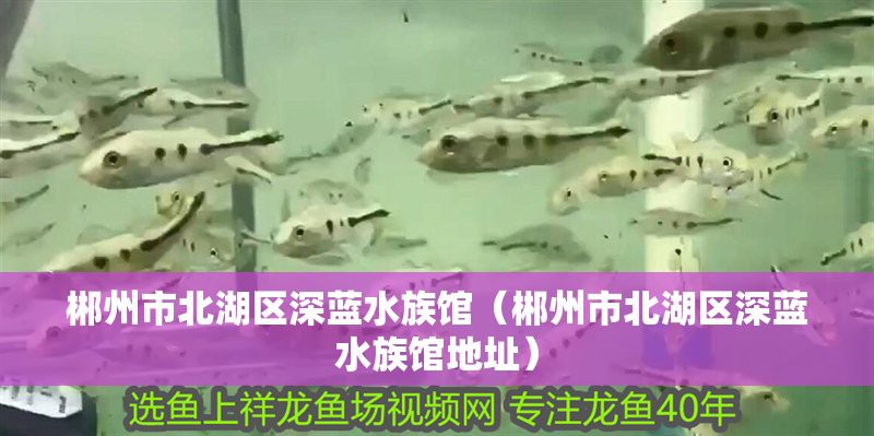 <strong><mark>北湖</mark></strong>水族店，郴州<strong><mark>北湖</mark></strong>區深藍水族館