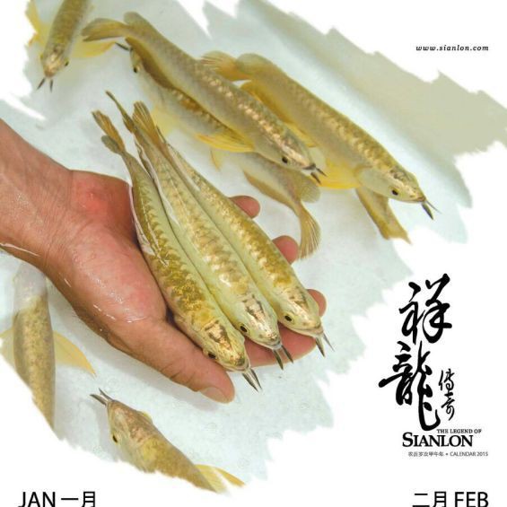紅龍魚一般價格表，廣州龍魚祥龍魚價格2688貴嗎紅龍魚價格2688貴嗎