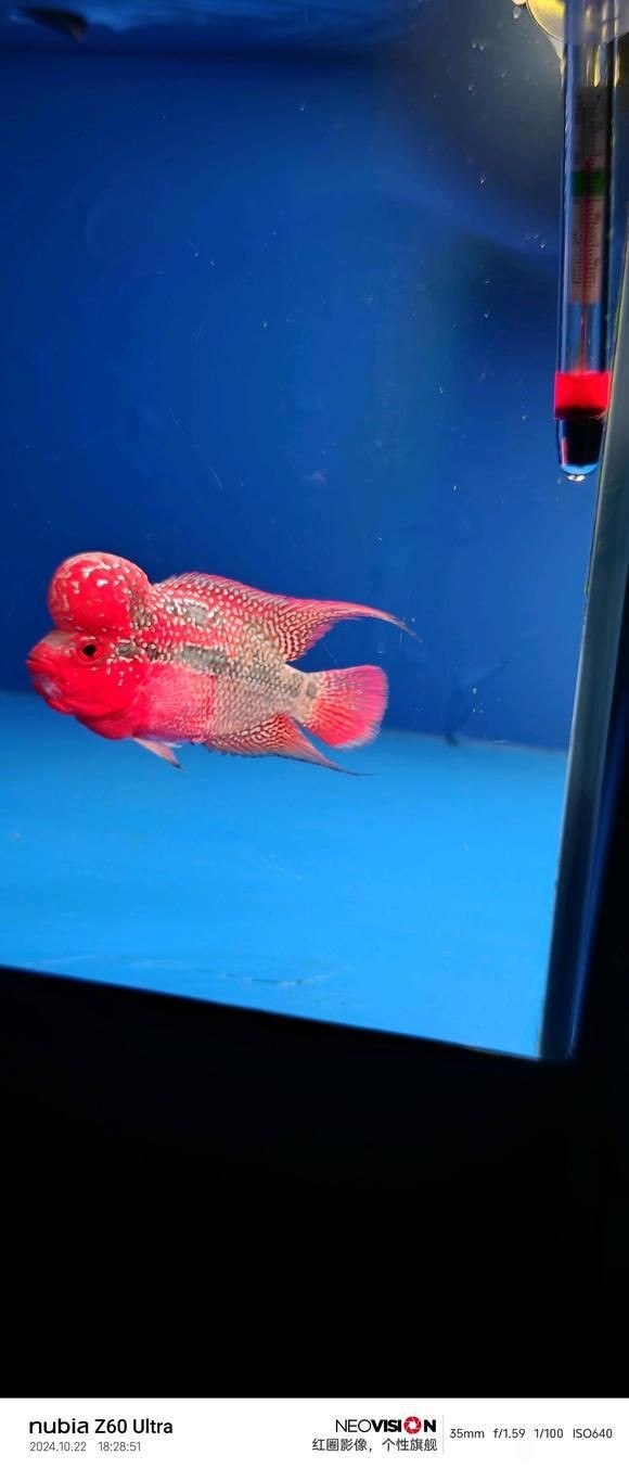 買羅漢魚去哪里買，羅漢魚怎么選？ 買羅漢魚去哪里買，羅漢魚怎么選？ 龍魚百科 第7張