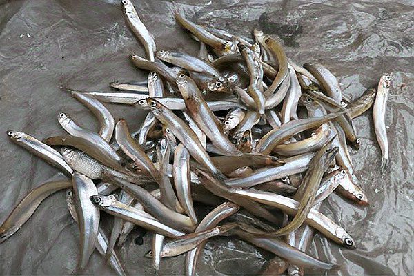 東北的川丁子是什么魚，東北地區廣為人知的川丁子淡水魚\