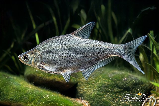 東北的川丁子是什么魚，東北地區廣為人知的川丁子淡水魚\