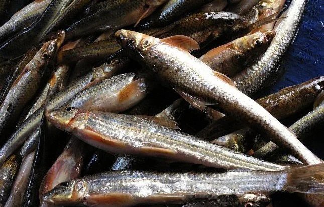 東北的川丁子是什么魚，東北地區廣為人知的川丁子淡水魚\