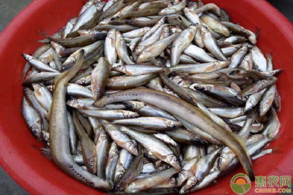 東北的川丁子是什么魚，東北地區廣為人知的川丁子淡水魚\