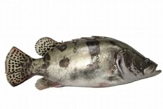東北的川丁子是什么魚，東北地區廣為人知的川丁子淡水魚\