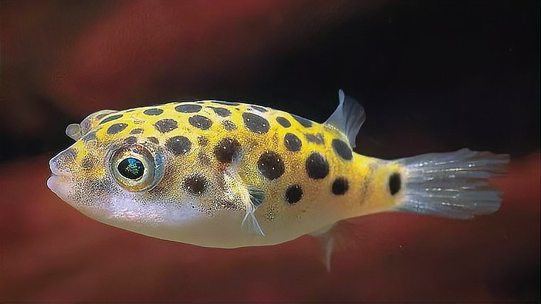 淡水河豚魚怎么養，淡水河豚魚養殖指南