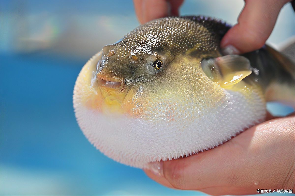 淡水河豚魚怎么養，淡水河豚魚養殖指南