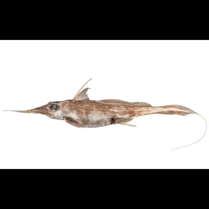 骷髏鯊魚，《加勒比海盜5》中的“骷髏”鯊魚魚身“四分之三”已被吃掉