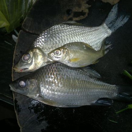 廣東三角鯽，廣東三角鯽是中國南方的特有物種