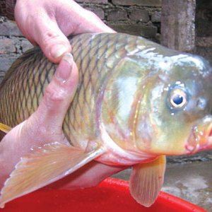 廣東三角鯽，廣東三角鯽是中國南方的特有物種