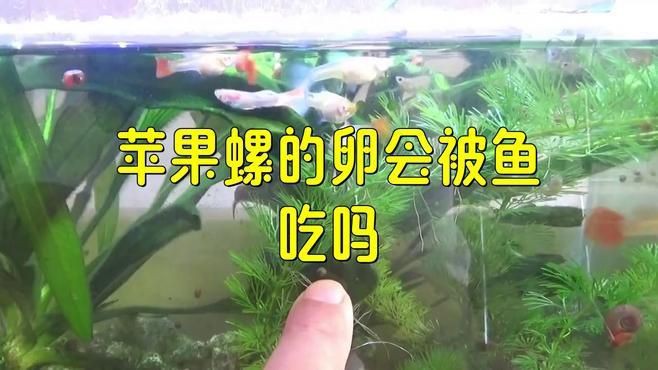 推薦一些其他吃螺卵的魚種，什么魚吃螺卵又不傷魚