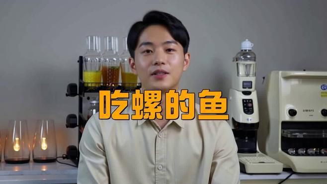 推薦一些其他吃螺卵的魚種，什么魚吃螺卵又不傷魚