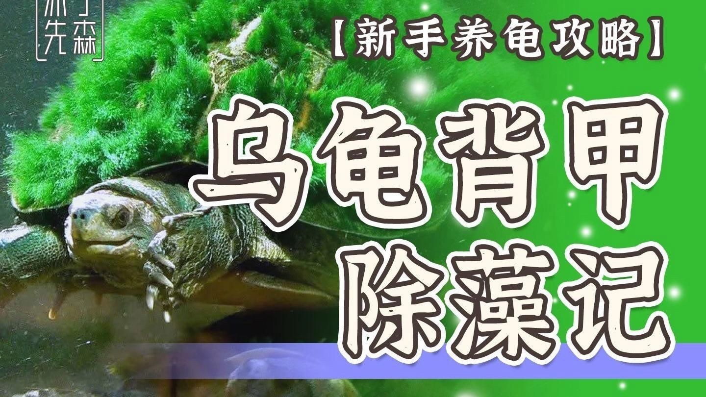 未開光龍龜如何保養和清潔？，未開光龍龜的保養與清潔