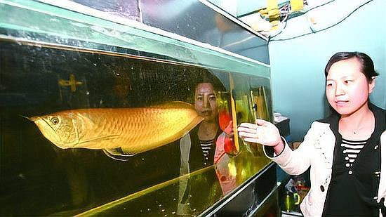 臨沂龍魚(yú)店，臨沂觀賞魚(yú)實(shí)體店都去哪了