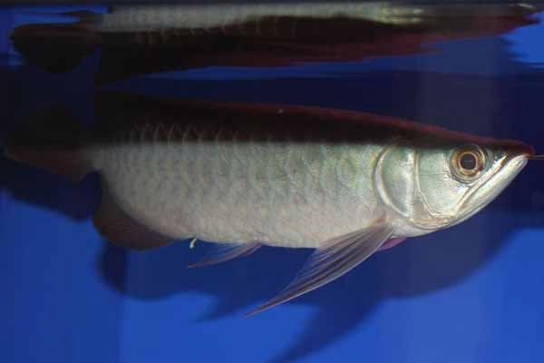 如何預(yù)防龍魚再次感染內(nèi)寄？，《如何預(yù)防龍魚再次感染內(nèi)寄》