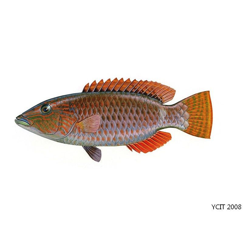 紅色嘴巴很長什么魚，紅唇蝙蝠魚
